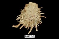 藏品(黃金海菊蛤)的圖片